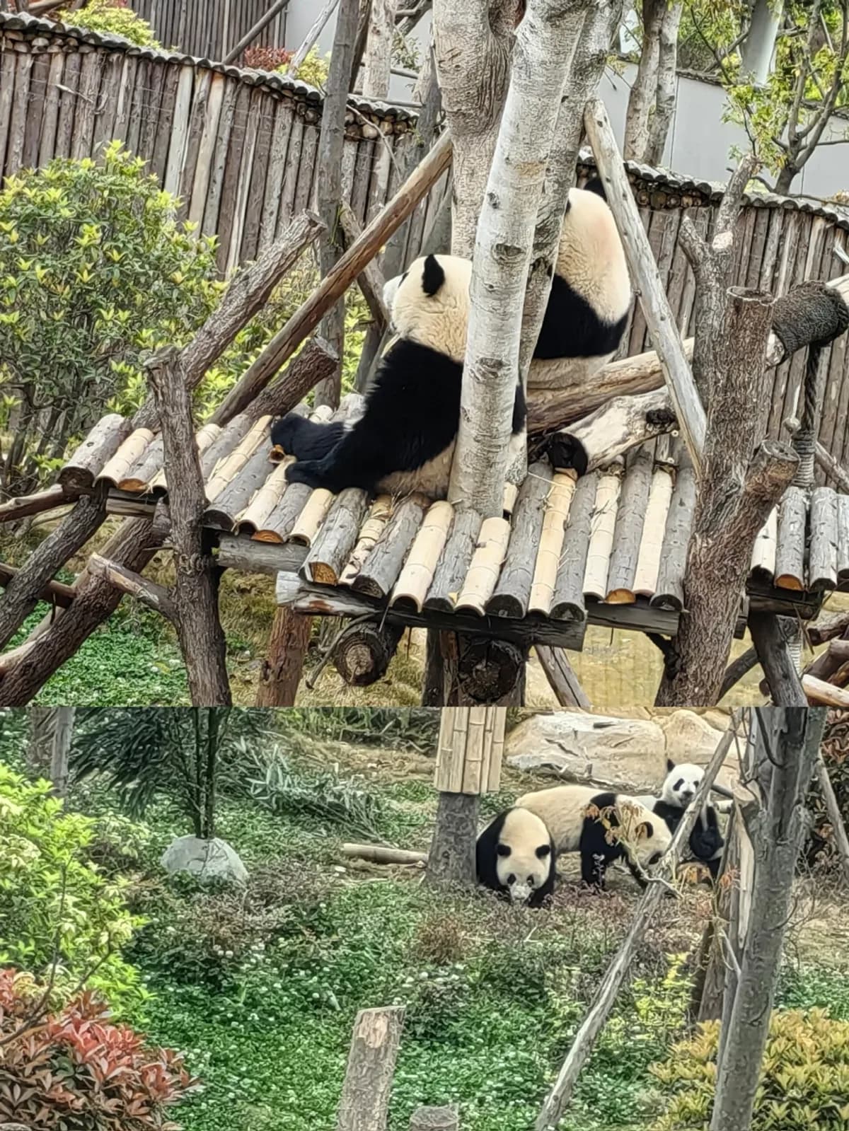 A collage of giant pandas resting on a raised wooden platform and among greenery.